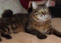 Курильский бобтейл / Kurilian Bobtail Курильский бобтейл / Kurilian Bobtail