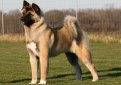 Большая японская собака (Американская акита) / American Akita (Great Japanese Dog)