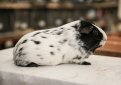 Далматин / Dalmatian Guinea Рig