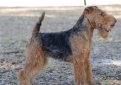 Вельштерьер (Уэльский терьер, вельш-терьер) / Welsh Terrier (Welshie)