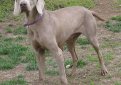 Веймаранер (Веймарская легавая) / Weimarainer (Weimaraner Vorstehhund)