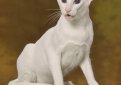 Белая сиамская кошка (Короткошерстный форинвайт) / Siamese White Cat (Foreign White SH)