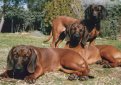 Баварская горная гончая / Bavarian Mountain Hound