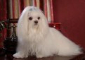 Мальтийская болонка (Мальтезе, болонка мальтез) / Maltese (Bichon Maltaise)