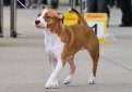 Американский стаффордширский терьер / American Staffordshire Terrier