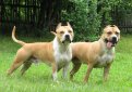 Американский стаффордширский терьер / American Staffordshire Terrier