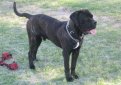 Австралийский бандог / Australian Bandog