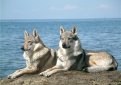 Сарлос (Волчья собака Сарлоса, сарлосская волчья собака) / Saarlooswolfhond (Saarloos Wolfdog)