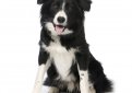 Бордер-колли / Border Collie