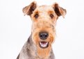 Эрдельтерьер / Airedale Terrier (Bingley Terrier, Waterside Terrier)