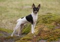 Американский той-фокстерьер / American Toy Fox Terrier