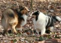 Шелти (Шетландская овчарка) / Shetland Sheepdog (Sheltie)