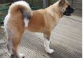 Большая японская собака (Американская акита) / American Akita (Great Japanese Dog)