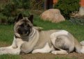 Большая японская собака (Американская акита) / American Akita (Great Japanese Dog)