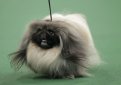 Пекинес / Pekingese (Peking Palasthund) Пекинес / Pekingese (Peking Palasthund)