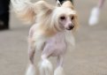 Китайская хохлатая собака / Chinese Crested Dog (Chinese Crested) Китайская хохлатая собака / Chinese Crested Dog (Chinese Crested)