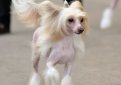 Китайская хохлатая собака / Chinese Crested Dog (Chinese Crested)