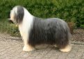 Бородатая колли (Бердед колли) / Bearded Collie