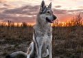 Чехословацкая волчья собака (Чехословацкий влчак) / Czechoslovakian Wolf Dog (Ceskoslovensky Vlsak)