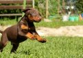 Доберман / Doberman (Doberman Pinscher)