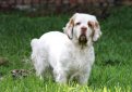 Кламбер-спаниель (Кламбер) / Clumber Spaniel