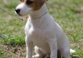 Джек-рассел-терьер / Jack Russell Terrier