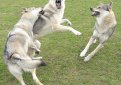 Чехословацкая волчья собака (Чехословацкий влчак) / Czechoslovakian Wolf Dog (Ceskoslovensky Vlsak)