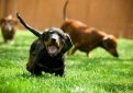 Такса короткошерстная (Такса гладкошерстная) / Dachshund