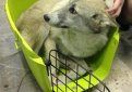 Лайка чуть не улетела в переноске для кошек Лайка чуть не улетела в переноске для кошек