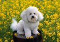 Бишон фризе / Bichon Frise (Bichon Tenerife, Tenerife Dog, Bichon a Poil Frise)