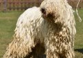 Венгерская овчарка (Комондор) / Komondor (Hungarian Komondor, Hungarian Sheepdog)