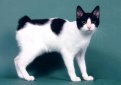 Японский бобтейл / Japanese Bobtail Cat Японский бобтейл / Japanese Bobtail Cat