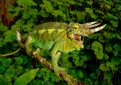 Хамелеон Джексона / Trioceros Jacksonii Хамелеон Джексона / Trioceros Jacksonii