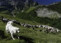 Пиренейская горная собака (Большая пиренейская собака) / Pyrenean Mountain Dog (Great Pyrenees)