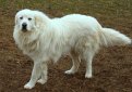 Большая пиренейская собака (Пиренейская горная собака) / Pyrenean Mountain Dog (Great Pyrenees)