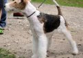 Жесткошерстный фокстерьер / Wire Fox Terrier (Wire-Haired Fox Terrier)