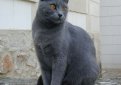 Шартрез (Картезианская кошка) / Chartreux Cat