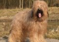 Бриар (Французская овчарка) / Briard (Berger Briard, Berger de Brie)