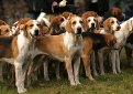 Американский фоксхаунд / American Foxhound