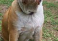 Австралийский бульдог / Australian Bulldog (Aussie Bulldog)