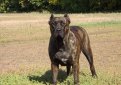 Канарская собака (Канарский дог, перро де преса канарио) / Perro de Presa Canario (Canary Dog, de Presa Canario, Dogo canario)