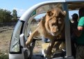 В Крыму лев залез в кабину к посетителям сафари парка и начал обниматься