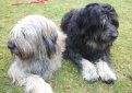 Каталонская овчарка (Гос д'Атура) / Catalan Sheepdog (Perro de Pastor Catalon, Gos d'Atura Catala)