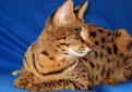 Саванна / Savannah Cat Саванна / Savannah Cat
