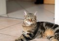 Европейская короткошерстная кошка (Кельтская короткошерстная кошка) / European Shorthair Cat (Celtic Cat)