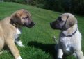 Анатолийский карабаш (Анатолийская овчарка) / Anatolian Shepherd Dog (Anatolian Karabash Dog)