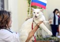 Эрмитажный кот Ахилл будет предсказывать исходы матчей Евро-2020