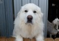 Большая пиренейская собака (Пиренейская горная собака) / Pyrenean Mountain Dog (Great Pyrenees)