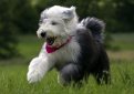 Бобтейл (Староанглийская овчарка) / Bobtail (Old English Sheepdog)