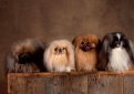 Пекинес / Pekingese (Peking Palasthund)